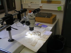 Arbeitsplatz am Bino im Herbarium Erlangense